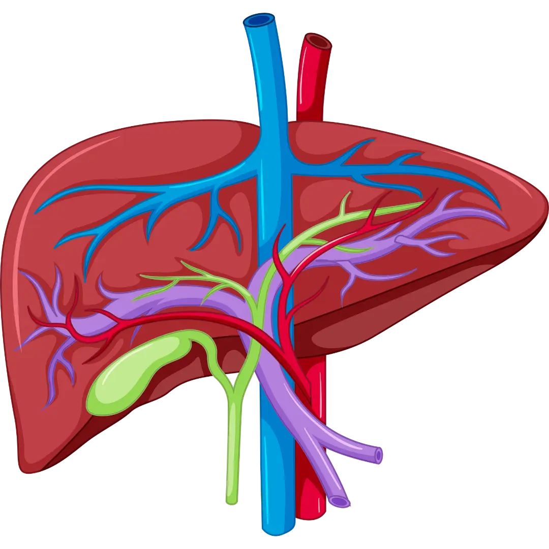 Liver Profile (LFT).